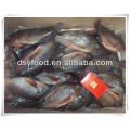 Frozen Black Tilapia Fish